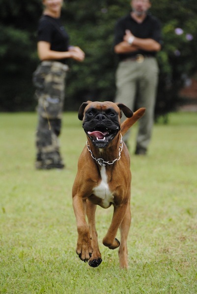 boxer.jpg