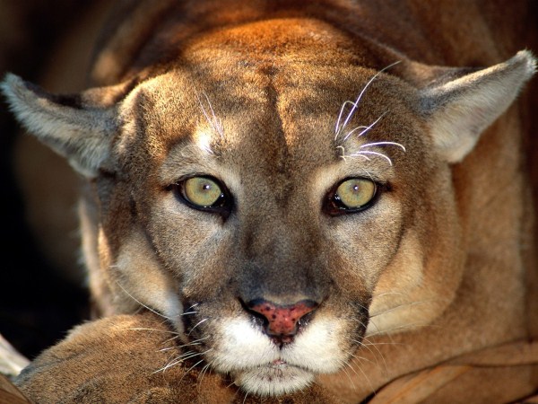 puma-1600x1200 (600 x 450).jpg