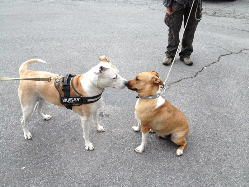 Phoebe & Sioux.jpg