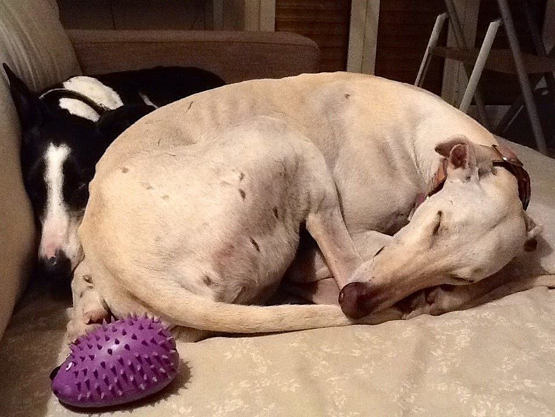 galgos.jpg