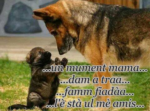 cani.jpg