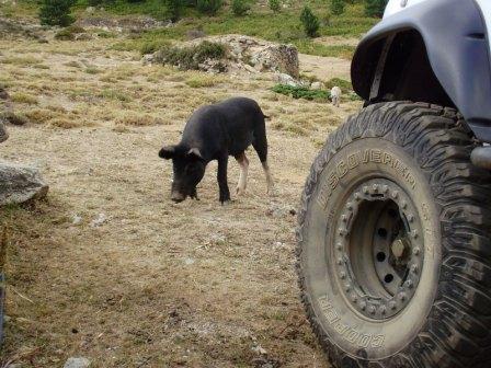 LandCorsica2.JPG