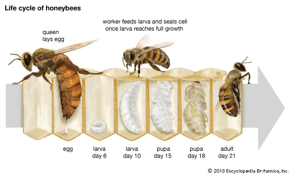 Lifecycle of a Bee (from Britannica.com).jpg